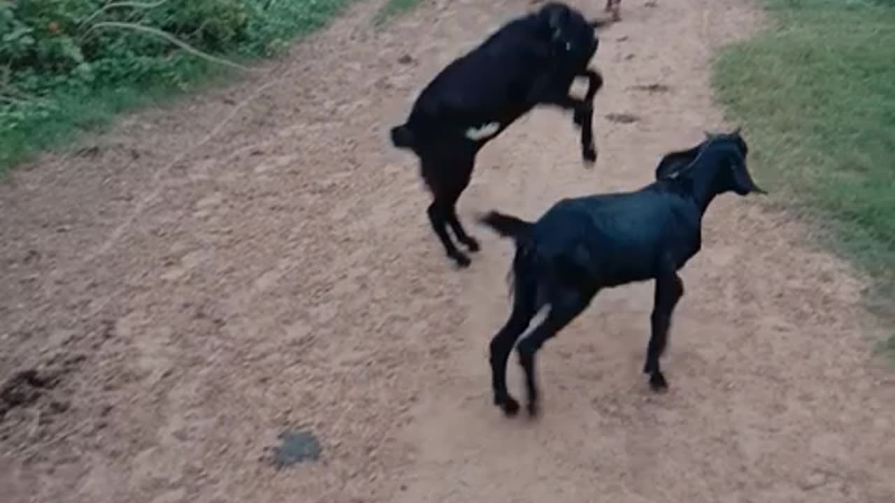 Goats Action Scene