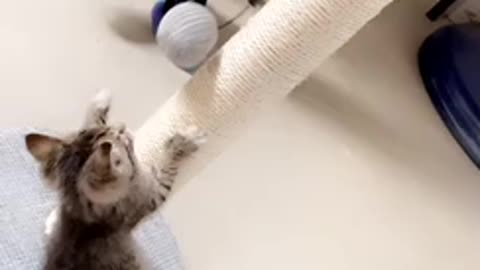 Cute kitten