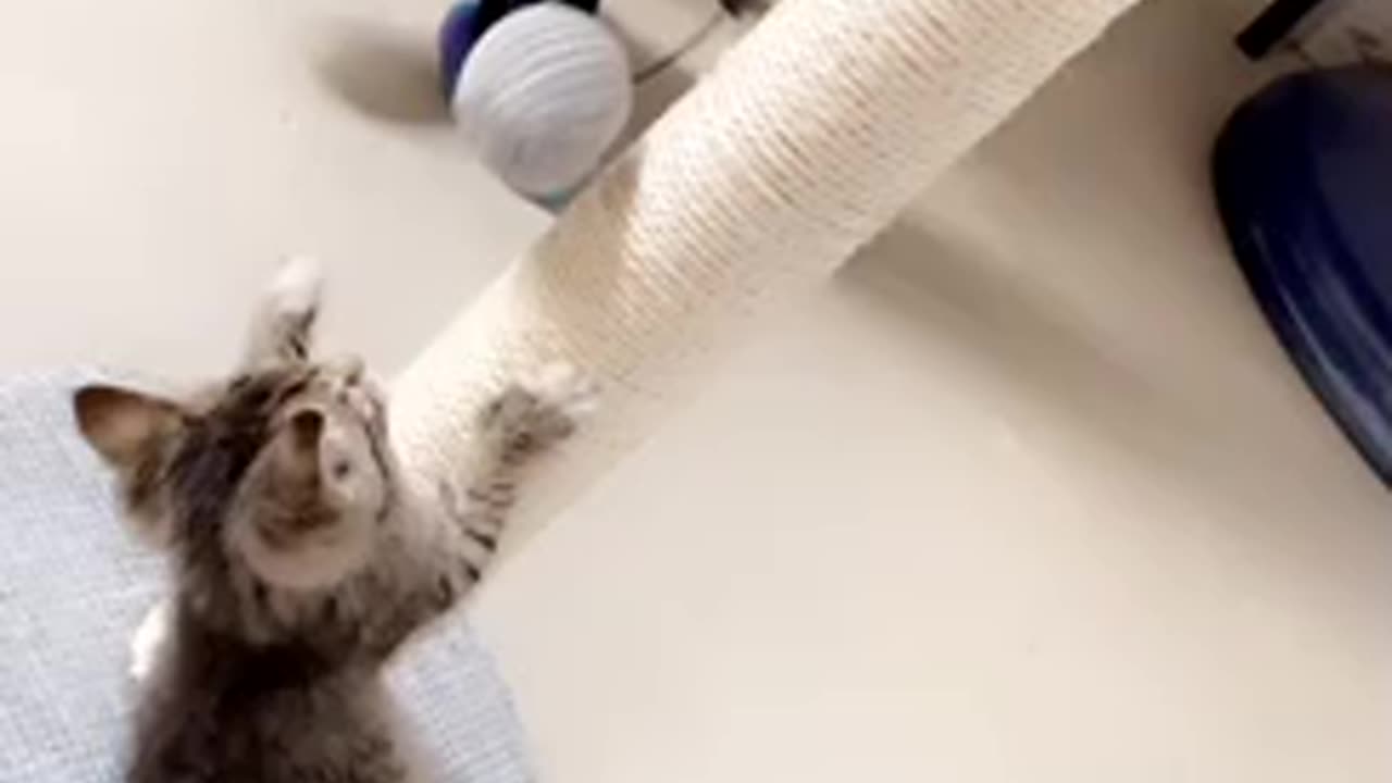 Cute kitten