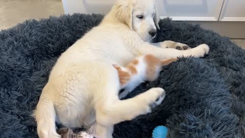 Tiny Kitten and Golden Retriever Puppy Cutest Friends