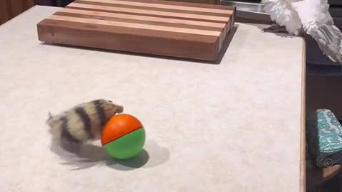 funny ema parrot bird