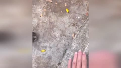 New Funny Cats and Dogs Videos _ Funniest Animal Videos 2023 _ FUNNY CAT VIDEO _ FUNNY DOG VIDEO
