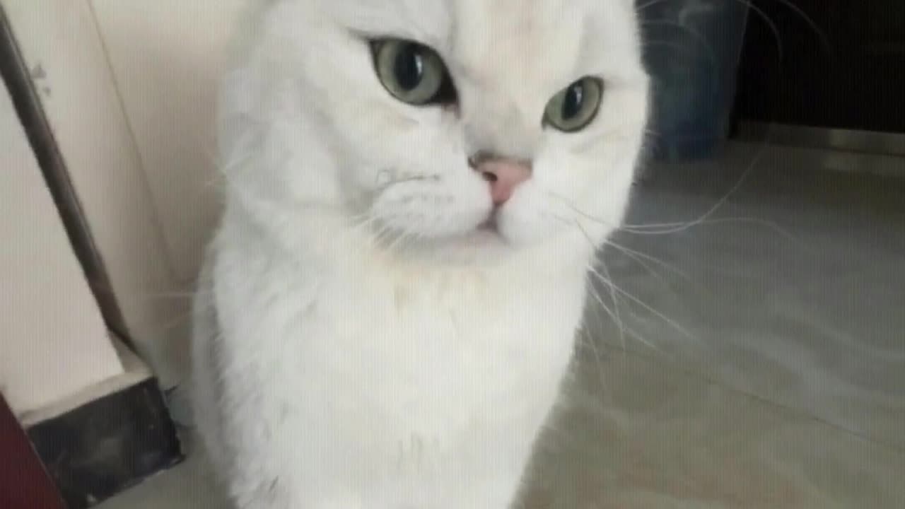 It seems to be able to sing songs in harmony with its owner.