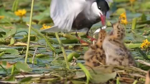 Natural Video – Birds and animal