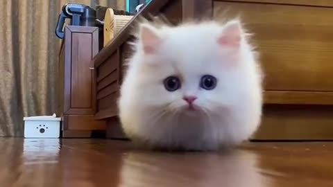A cute cat #animals #pets #viral