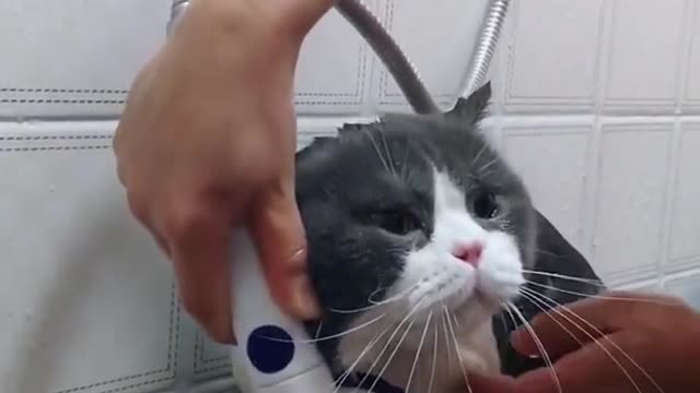 OMG So Cute Cats ♥ Best Funny Cat ❤️🐈Videos 2021 #shorts
