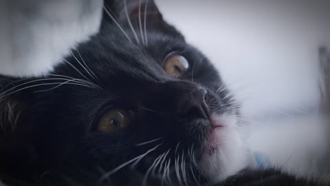 Cute cat playing.