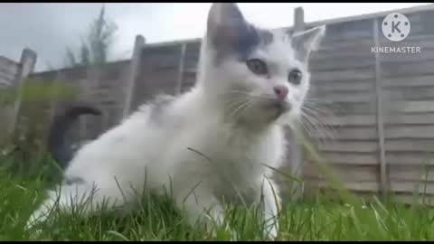 Cat video training video cat video