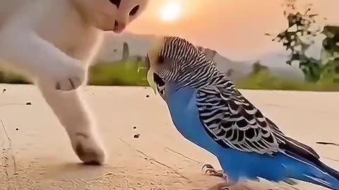Cute cat 🐈🐈🐈