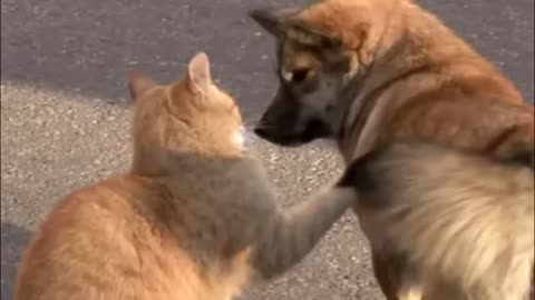 THIS IS WORTH SEEING!😢 The cat was comforting the dog, which the owners threw out into the street!