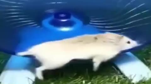 Enjoy life as much as you can #shorts #viral #shortsvideo #video