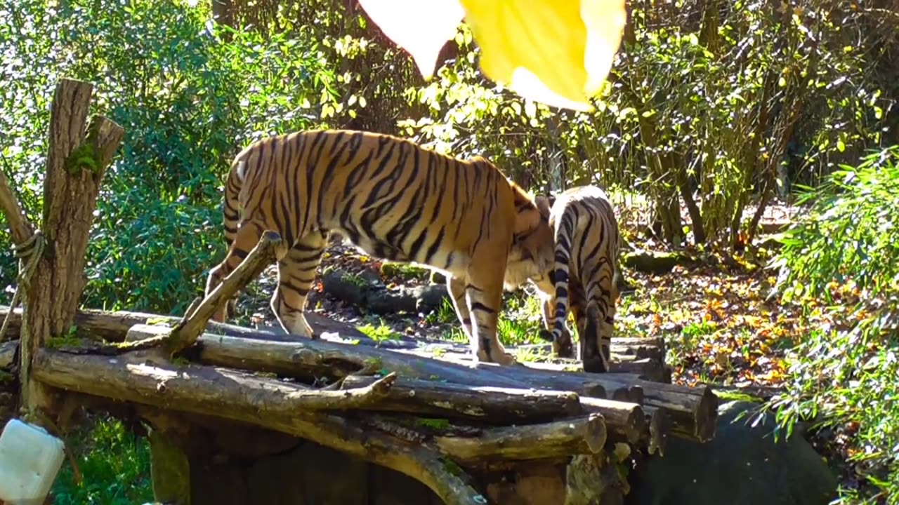 Exploring Earth's Amazing Animals