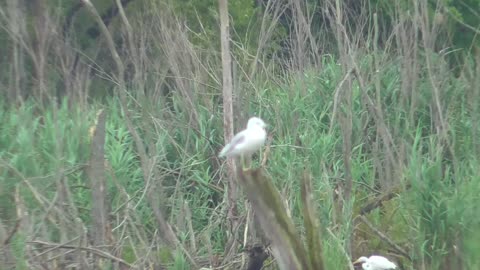 260 Toussaint Wildlife - Oak Harbor Ohio - Herring - Egret - Heron