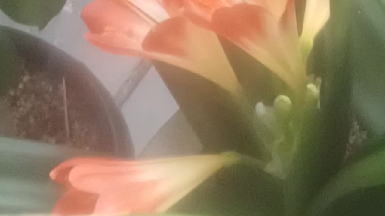 flowers bloom and fade a little