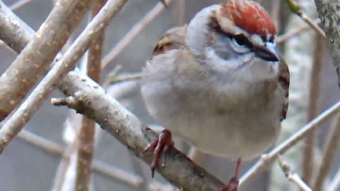 Chirping Sparrow