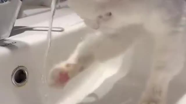 This Super Cute Cat Drinking Water From Water Tab||