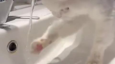 This Super Cute Cat Drinking Water From Water Tab||