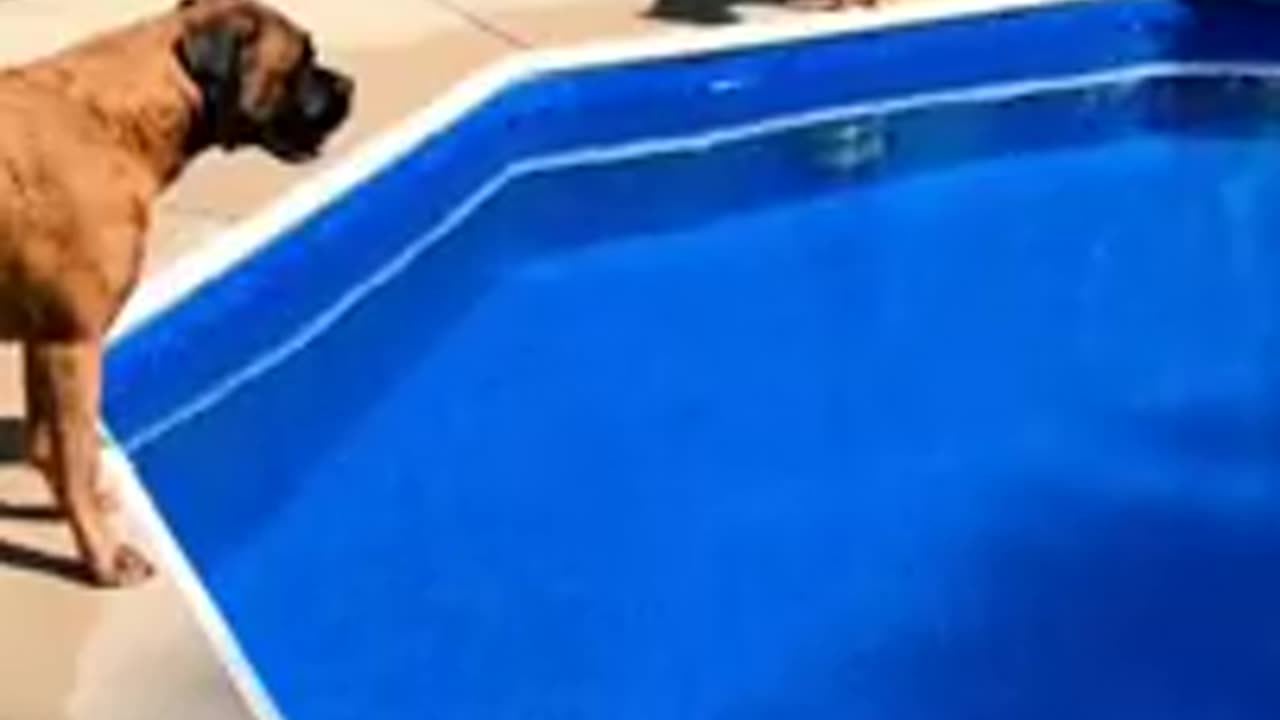 Funny Cats & Dogs and Other Animals