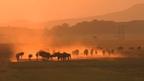 The Most Incredible Wildlife Animals