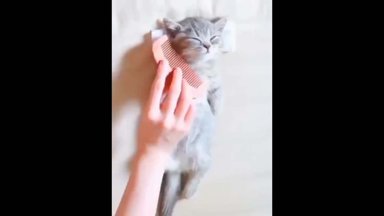 cute cat 😍😍