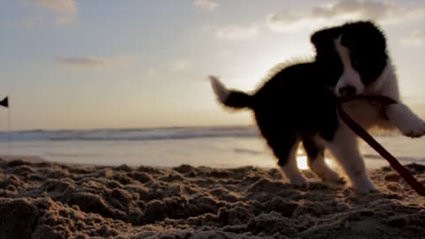 A small dog playing on the beach