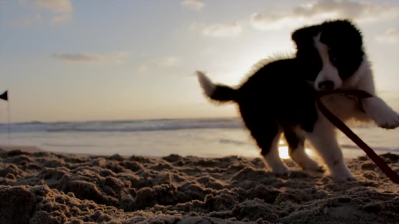 A small dog playing on the beach