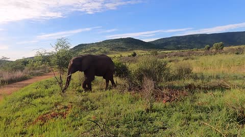 Young Bull Elephant in the Early Morning at Pilanesberg National Park