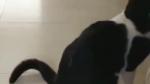 Funy animals