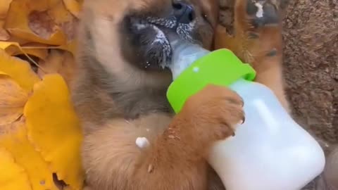 cute animals and funny videos