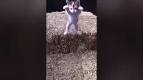 Funniest Cats 😹 - Silliest Creature on Earth 😂 - Funny Cats Videos