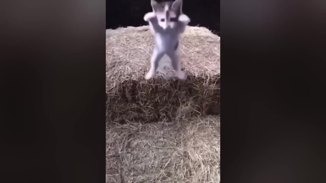 Funniest Cats 😹 - Silliest Creature on Earth 😂 - Funny Cats Videos