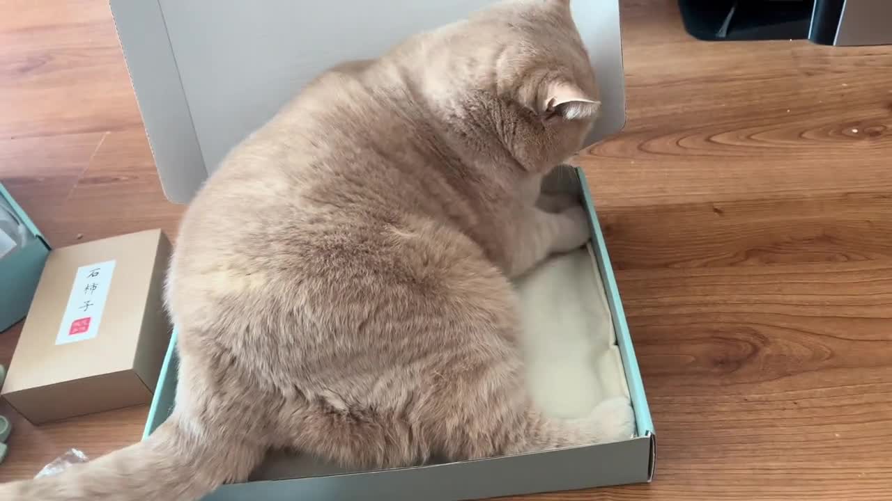 No box can live healthy in my house
