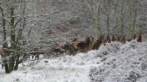 Snow