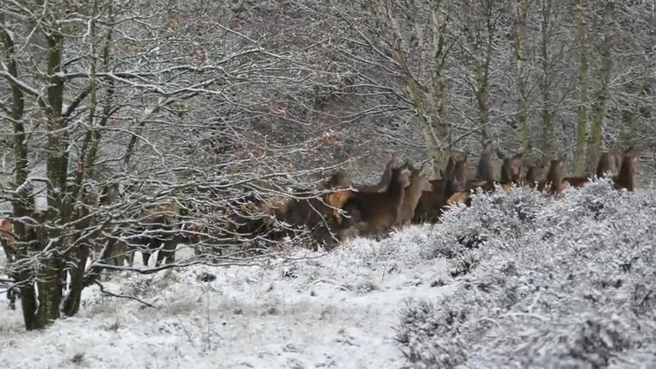 Snow