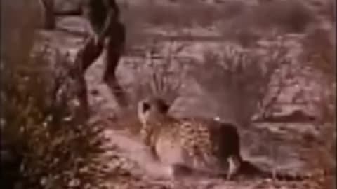 Tribe steals food from pack of cheetahs #shorts #shortvideo #video #virals #videoviral
