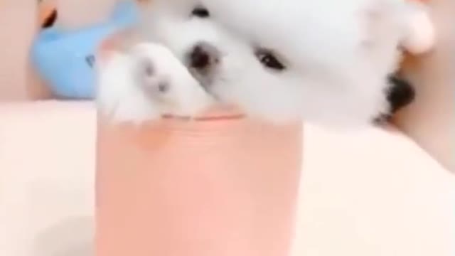 Cute cute dog makes guemezZ