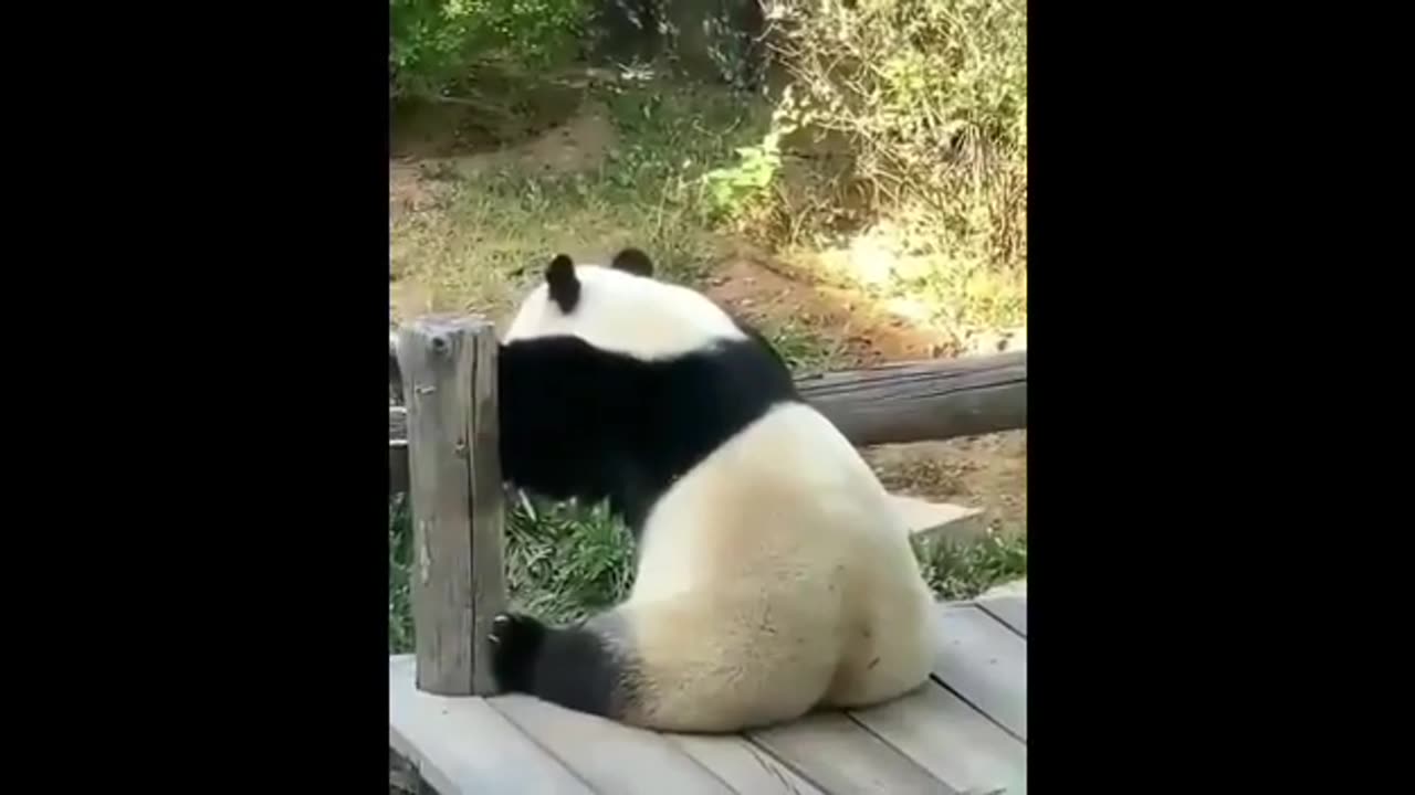Cute Panda compilations