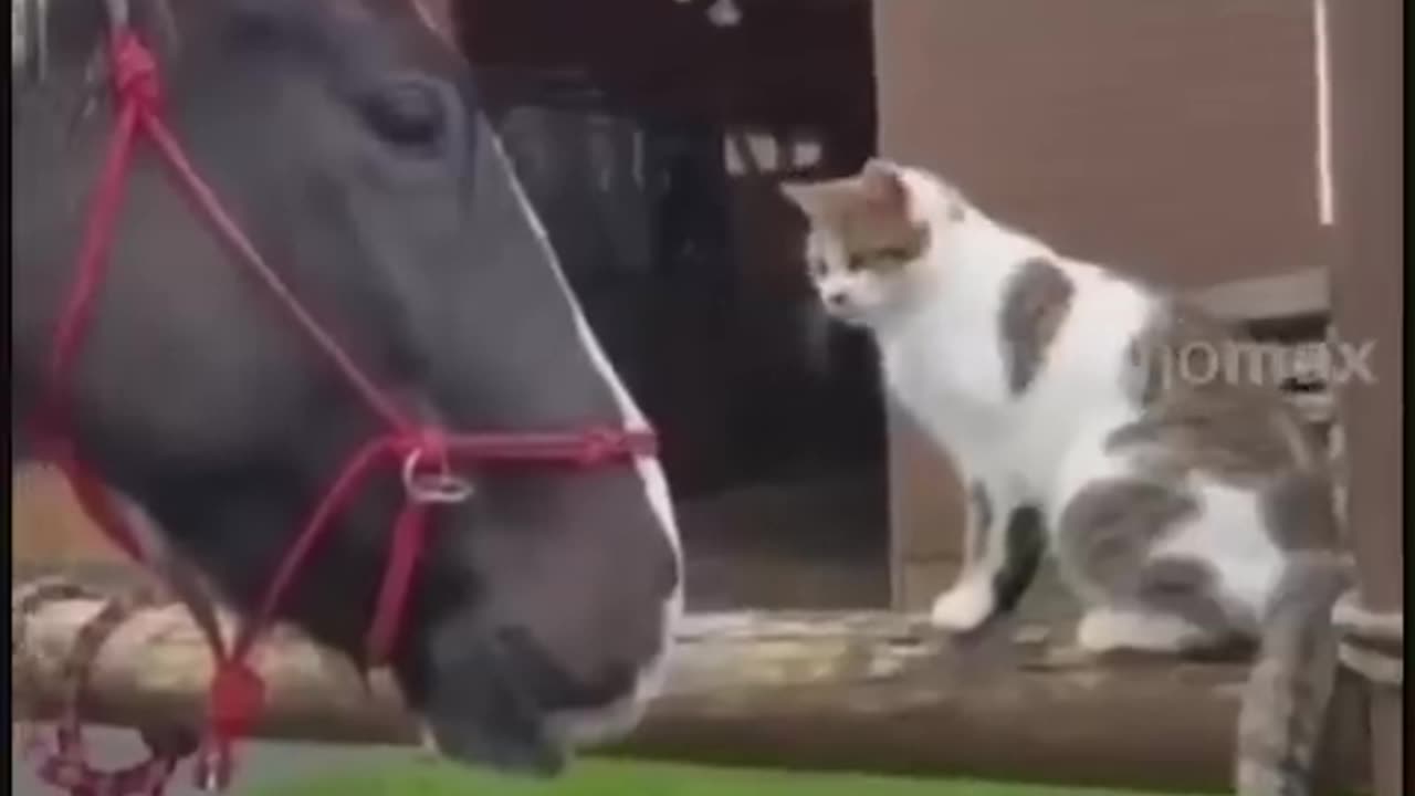 πΎπ€£ "Funny Animal Video" - Hilarious Moments Unleashed in #Shorts Comedy! πΉπ