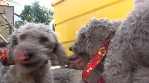 Saving Two Homeless Dogs Hiding in a Junkyard! Please SHARE so we can find them a home together