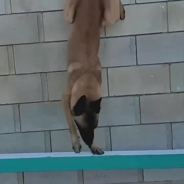 This Is Why the Belgian Malinois Is a Favorite Among Police and Special Forces