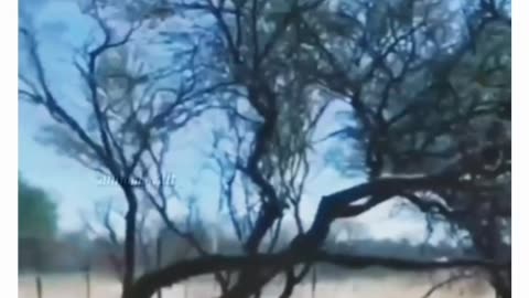 SuperTiger