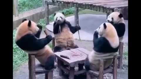 Can someone tell me how pandas survive in the wild?