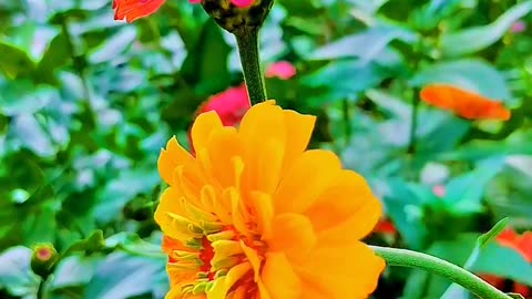 natural video graphy #naturevideography #ytshorts #viral #youtubeshorts #naturalvideos90 #short