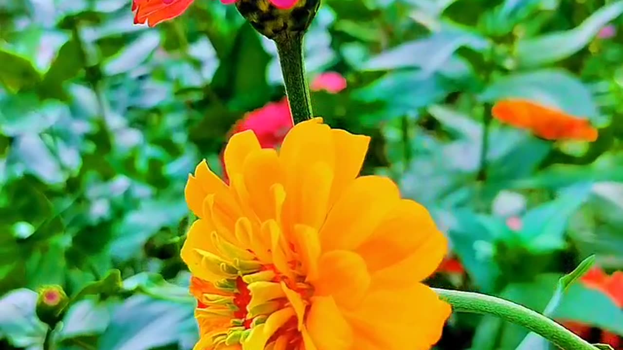 natural video graphy #naturevideography #ytshorts #viral #youtubeshorts #naturalvideos90 #short