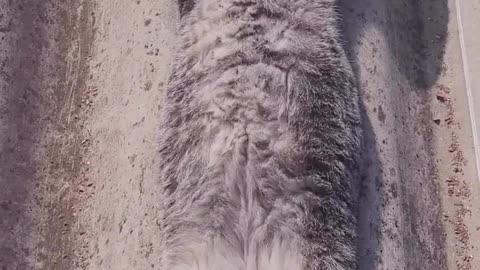 Purrfectly Adorable: Playful Kittens Take Over!" Cat video