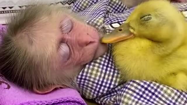 Love story between a baby Monkey and Duckling