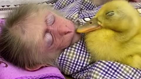 Love story between a baby Monkey and Duckling