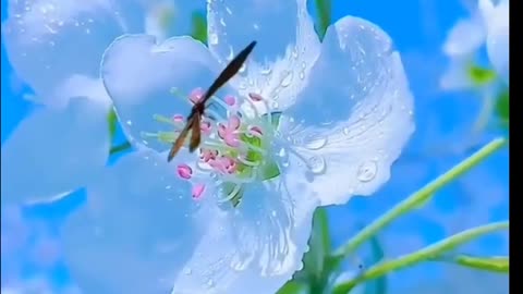 Beauty of Nature Video