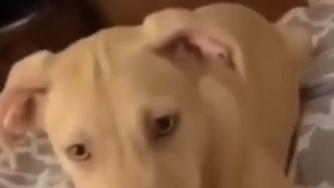 Dog funny videos prank