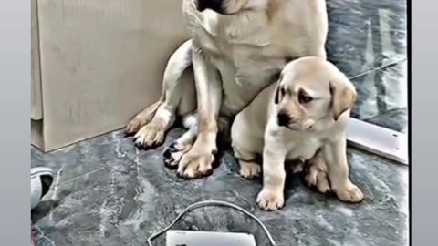 Mother loves her child so much that she understands all the problems of the child.